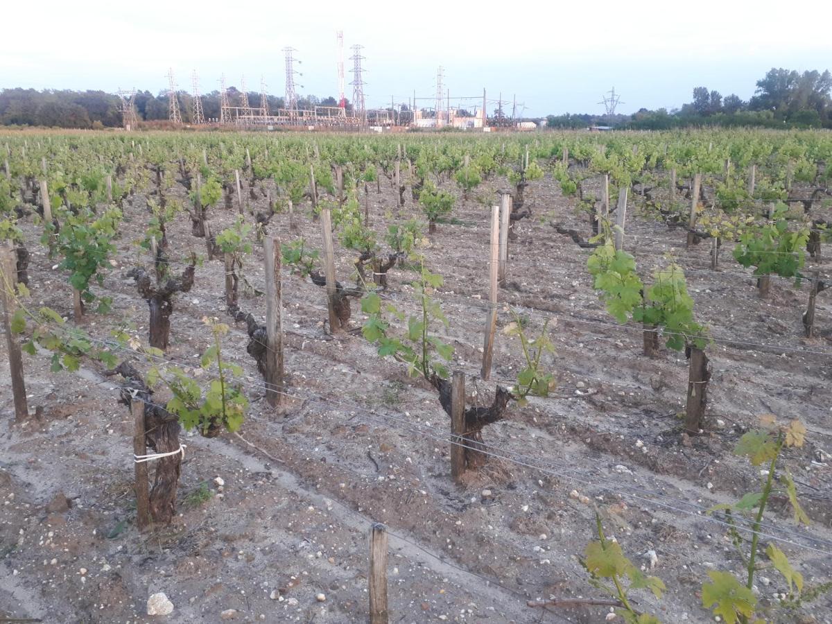 Chateau Gunes Cissac-Medoc Bagian luar foto